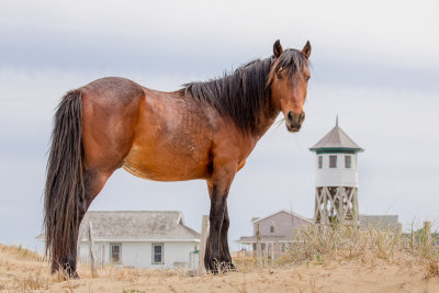 Wild Horses of Corolla