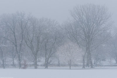 Winter in Naperville