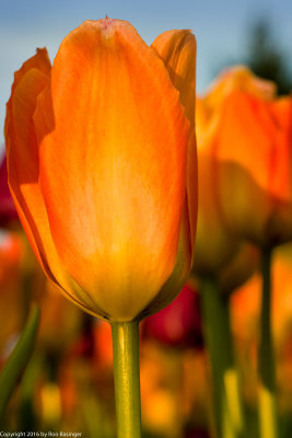 Spring