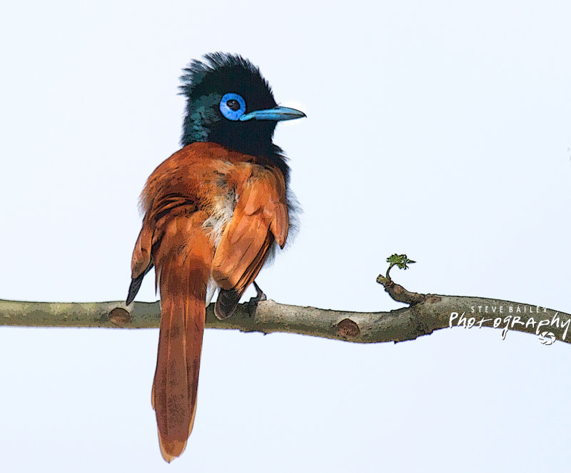 Paradise Flycatcher 