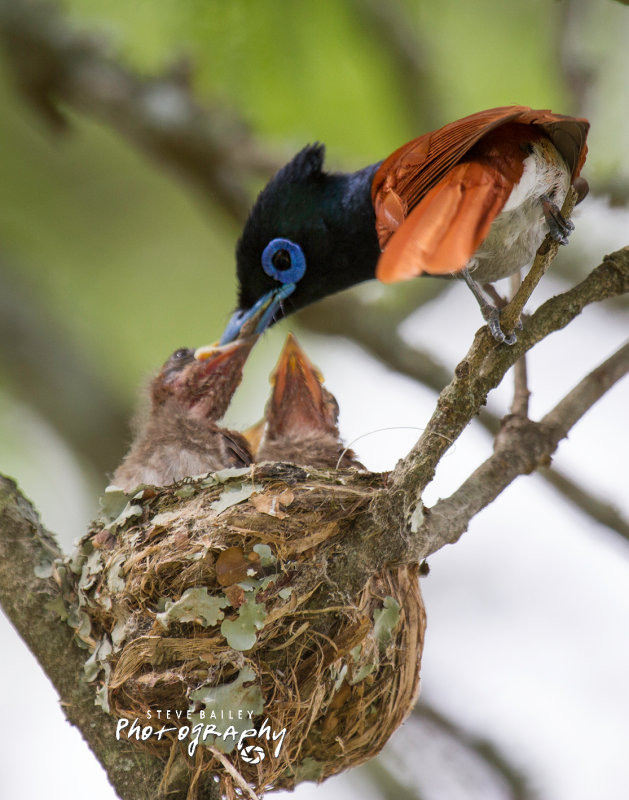 Paradise Flycatcher 