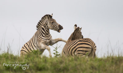 Zebra Warfare 