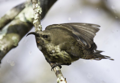 Amethyst Sunbird 