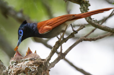 Paradise Flycatcher 