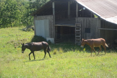 The Barn Had Horses!