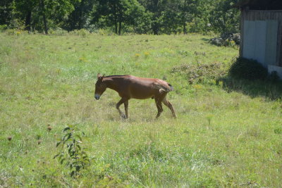 The Barn Had Horses!