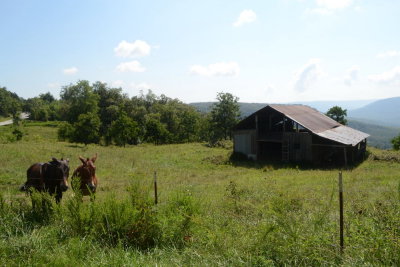 Barn on Highway 74, Wife Shot