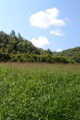 Scenery Within Steel Creek Campground