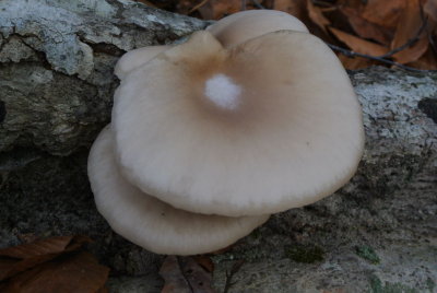 (20141213_160525_nl_j1)