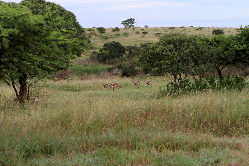 2290 Two weeks in South Africa - IMG_4540 DxO Pbase.jpg