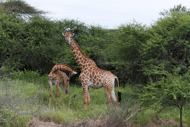 2421 Two weeks in South Africa - IMG_4675 DxO Pbase.jpg