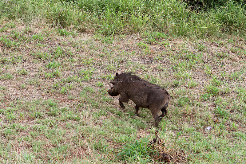 2433 Two weeks in South Africa - IMG_4687 DxO Pbase.jpg