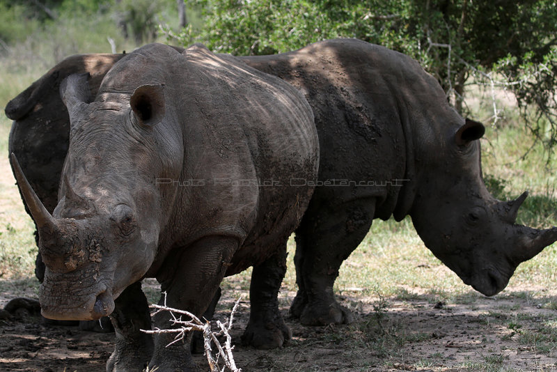 2970 Two weeks in South Africa - IMG_5130 DxO Pbase.jpg