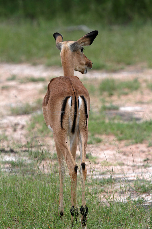 3197 Two weeks in South Africa - IMG_5308_DxO Pbase.jpg