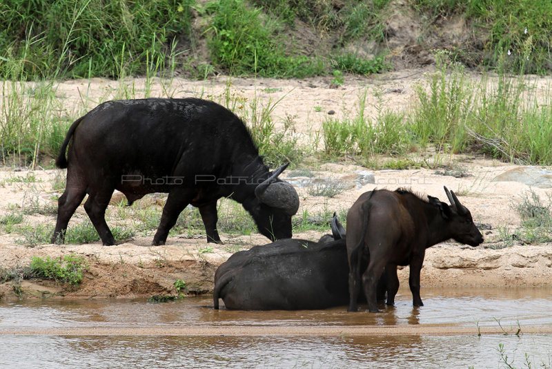 3340 Two weeks in South Africa - IMG_5452_DxO Pbase.jpg