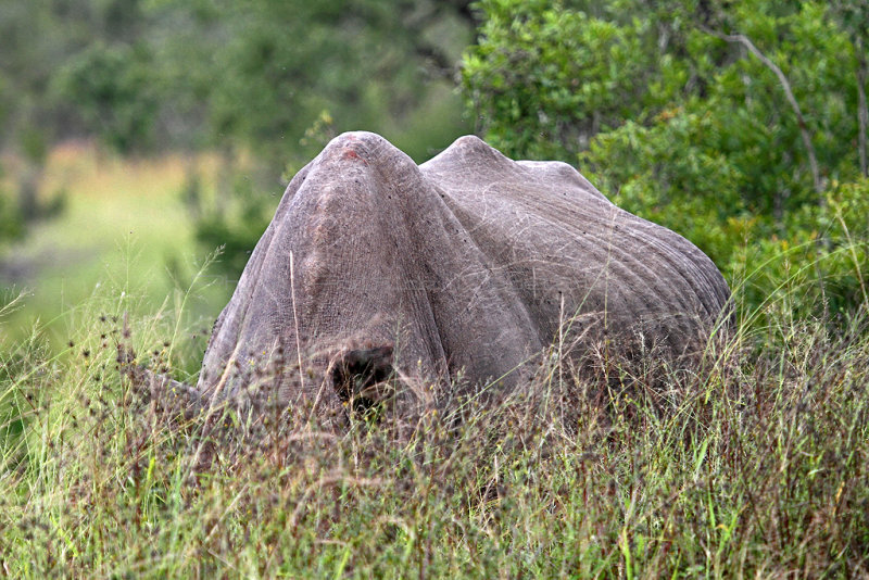 3351 Two weeks in South Africa - IMG_5460_DxO Pbase.jpg