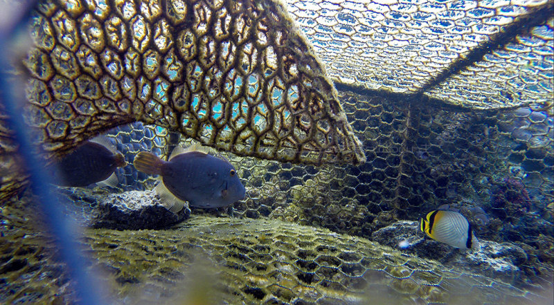286 Mauritius island - Ile Maurice 2014 - G0941818_DxO Pbase.jpg
