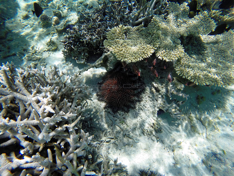 1078 Mauritius island - Ile Maurice 2014 - GOPR2907_DxO Pbase.jpg