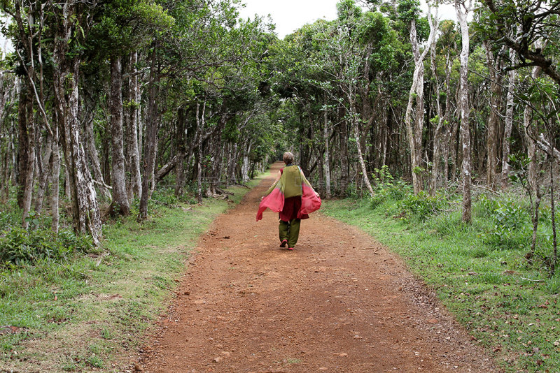 Mauritius - In the Black River Gorges National Park