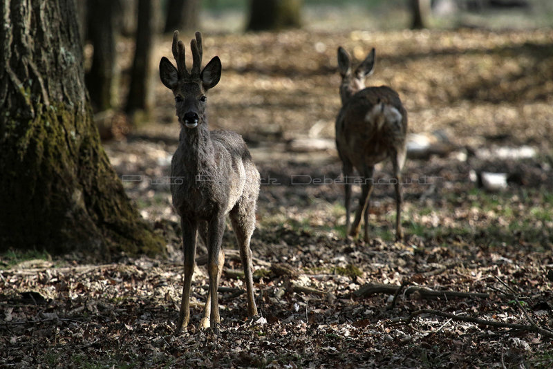 15 Espace Rambouillet avril 2015  - IMG_0895_DxO Pbase.jpg