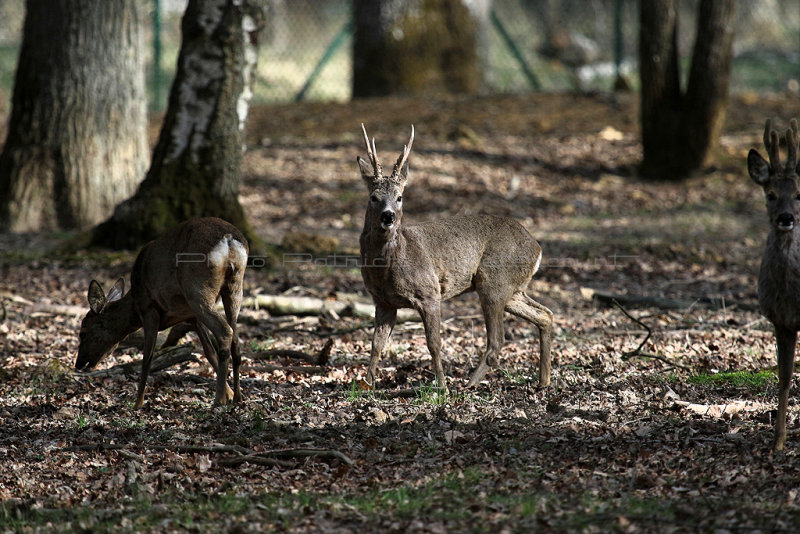 9 Espace Rambouillet avril 2015  - IMG_0886_DxO Pbase.jpg