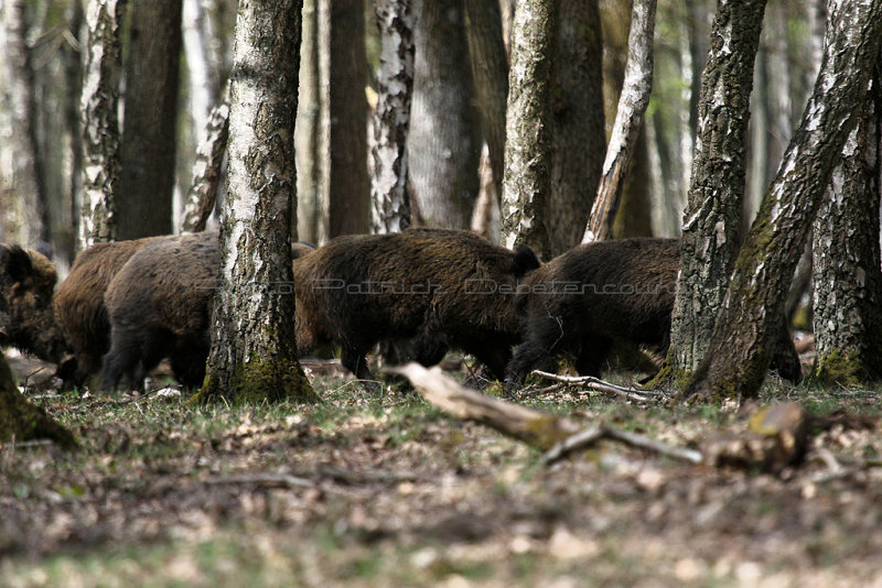 90 Espace Rambouillet avril 2015  - IMG_1018_DxO Pbase.jpg