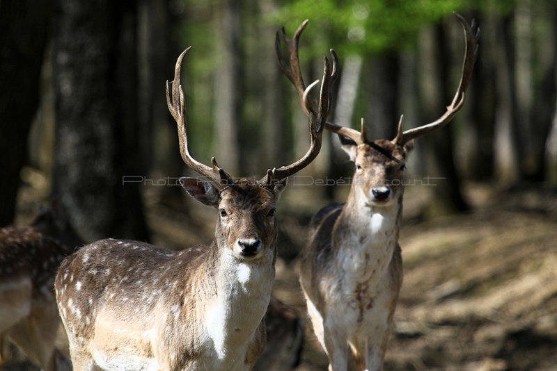 213 Espace Rambouillet avril 2015  - IMG_1221_DxO Pbase.jpg