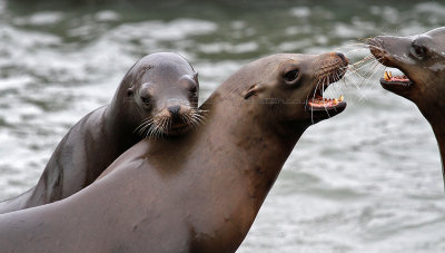 3 weeks in west USA - The sea lions in the marina of San Francisco