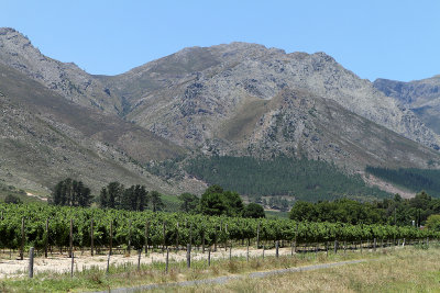 Two weeks in South Africa - Discovering the wine area, Stellenbosch and Franschoek
