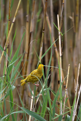 1601 Two weeks in South Africa - IMG_3887 DxO Pbase.jpg