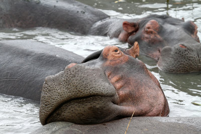 1858 Two weeks in South Africa - IMG_4144 DxO Pbase.jpg