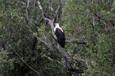 1897 Two weeks in South Africa - IMG_4185 DxO Pbase.jpg