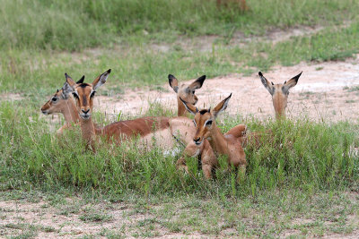 3183 Two weeks in South Africa - IMG_5294_DxO Pbase.jpg