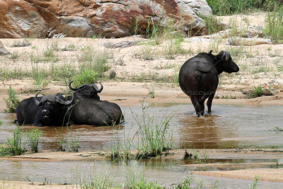 3337 Two weeks in South Africa - IMG_5449_DxO Pbase.jpg