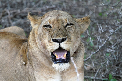 3430 Two weeks in South Africa - IMG_5529_DxO Pbase.jpg