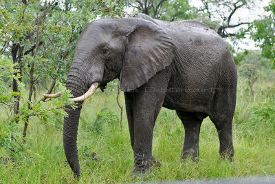 3636 Two weeks in South Africa - MK3_2784_DxO Pbase.jpg