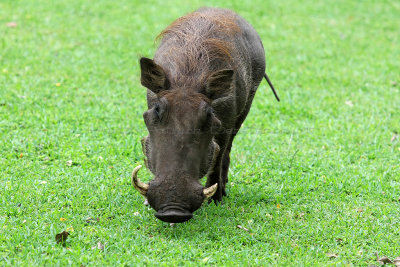 5431 Two weeks in South Africa - MK3_3429_DxO Pbase.jpg