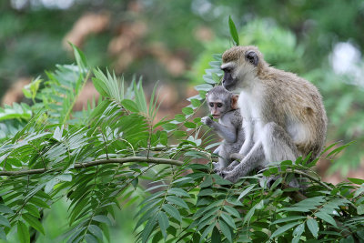 5478 Two weeks in South Africa - MK3_3476_DxO Pbase.jpg