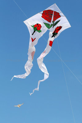 113 Festival international de cerfs volants de Berck sur Mer - MK3_3947_DxO Pbase.jpg