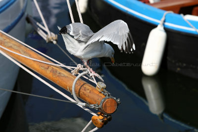 2101 Fetes maritimes de Douarnenez 2014 - MK3_7756_DxO Pbase.jpg