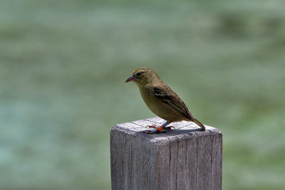 131 Mauritius island - Ile Maurice 2014 - IMG_4549_DxO Pbase.jpg