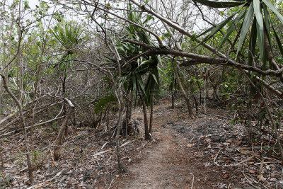 163 Mauritius island - Ile Maurice 2014 - IMG_4581_DxO Pbase.jpg