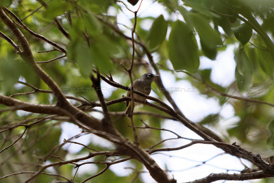 184 Mauritius island - Ile Maurice 2014 - IMG_4602_DxO Pbase.jpg