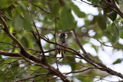 188 Mauritius island - Ile Maurice 2014 - IMG_4606_DxO Pbase.jpg