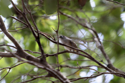 192 Mauritius island - Ile Maurice 2014 - IMG_4610_DxO Pbase.jpg