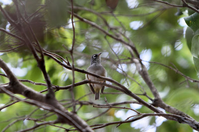 195 Mauritius island - Ile Maurice 2014 - IMG_4613_DxO Pbase.jpg