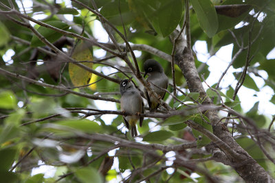 200 Mauritius island - Ile Maurice 2014 - IMG_4618_DxO Pbase.jpg