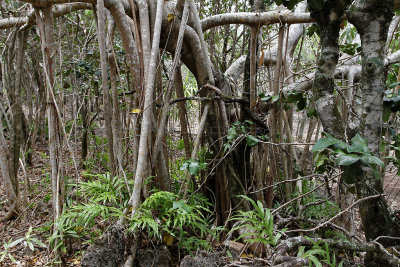 277 Mauritius island - Ile Maurice 2014 - IMG_4695_DxO Pbase.jpg