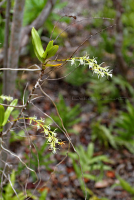 295 Mauritius island - Ile Maurice 2014 - IMG_4713_DxO Pbase.jpg