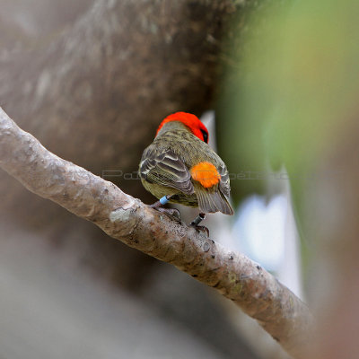 321 Mauritius island - Ile Maurice 2014 - IMG_4739_DxO Pbase.jpg